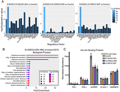 EXOSC3 S1-domain variants implicated in PCH1b alter RNA exosome cap subunit abundance and thermal stability disrupting rRNA processing and targeting of AU-rich mRNA