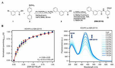 IQM-22110 as a selective KV4.3/KChIP3 modulator. Molecular determinants of the KChIP3 binding site
