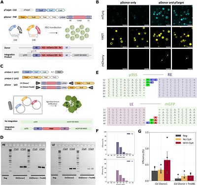 CRISPR-Associated Transposases Enable Programmable DNA Integration in Plants