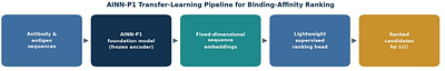 Frozen Protein Foundation-Model Embeddings Improve Antibody-Antigen ΔΔG Ranking