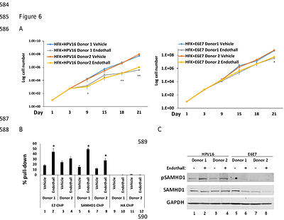 Human Papillomavirus 16 replication converts SAMHD1 into a homologous recombination factor and promotes its recruitment to replicating viral DNA