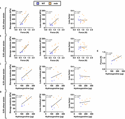 Dystrophin-deficiency stiffens skeletal muscle and impairs elasticity: an in vivo rheological examination