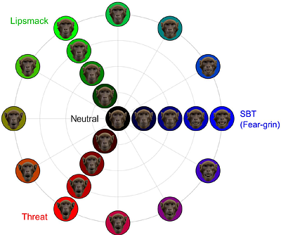 Behavioral characterization of dynamic facial expression perception in rhesus monkeys (Macaca mulatta) using naturalistic and synthetic stimuli
