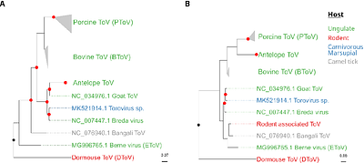 Rodents as Potential Reservoirs for Toroviruses