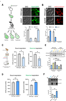 A lipid acyl code-based Dip2-Pkc1 signalling axis maintains mitochondrial integrity in eukaryotes