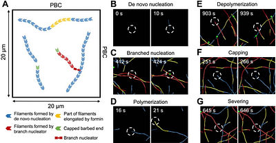 Agent-based computational modeling of the stochastic dynamic behavior of actin filaments recapitulates the homeostatic cortical array in plant epidermal cells