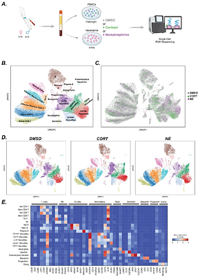 Single-cell and cell-type-level insights into stress-driven immune regulation relevant to disease