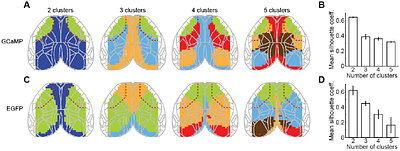 The psychedelic DOI decreases the modularity of the cortical network by increasing cortico-cortical and thalamo-cortical functional influence