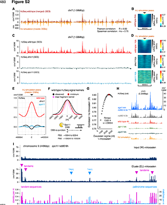 Directional branch migration remodels the meiotic Holliday junction landscape