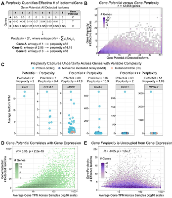 Perplexity as a Metric for Isoform Diversity in the Human Transcriptome