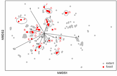 Seed fossil record of Solanaceae revisited