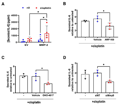 Matrix metalloproteinases proteolyze RAB proteins and contribute to cisplatin-induced ototoxicity