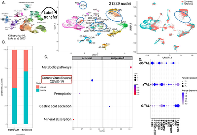 Single Nucleus RNA Sequencing of Remnant Kidney Biopsies and Urine Cell RNA Sequencing Reveal Cell Specific Markers of Covid-19 Acute Kidney Injury