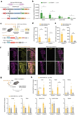 Targeted DNA methylation editing in vivo