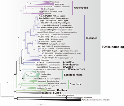 Possible Novel Sulfolipid Utilization Pathway in Giant Clams and Other Aquatic Invertebrates: Implications for Photosymbiosis and Sulfur Cycling
