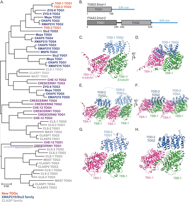 Discovery and in vivo characterization of novel TOG domain-containing proteins using C. elegans