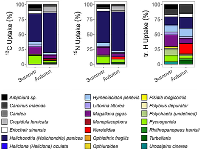 Taxon-specific differences in C and N cycling and metabolic activity of intertidal organisms: Part A - Short-term processes