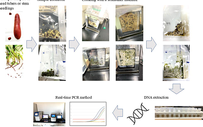 Bulk sample testing by real-time PCR for detecting Diaporthe destruens-infected seedlings of sweet potatoes