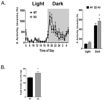 Ablation of the evolutionarily acquired functions of the Atp1b4 gene in mice protects against obesity and increases metabolic capacity