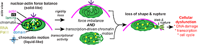 Transcriptional activity generates chromatin motion that drives nuclear blebbing