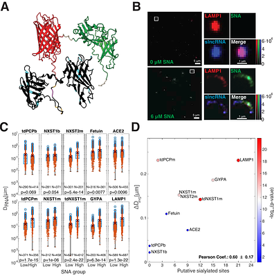 High avidity phase-separated RNA-protein sialogranules sense lectins and inhibit influenza infection