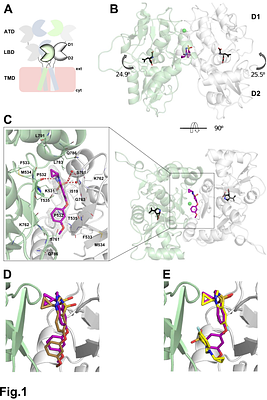 Crystal structure of the GluK1 ligand-binding domain with kainate and the full-spanning positive allosteric modulator BPAM538