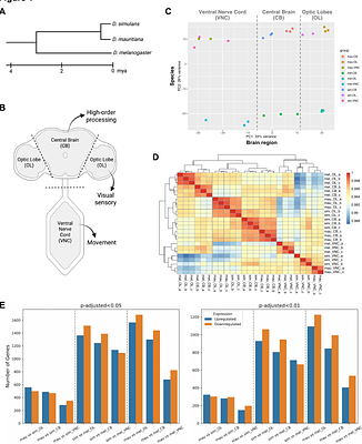 Molecular Basis of Behavioral Diversity in a Sibling Species Trio