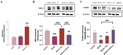 Electroacupuncture promotes post-stroke motor recovery through miR-124-3p-mediated regulation of NRG1/ErbB4 signaling pathway