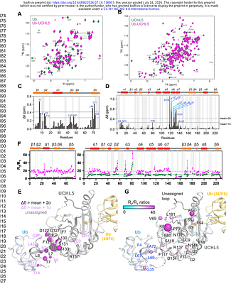 Substrate biasing in UCHL5 proteoforms