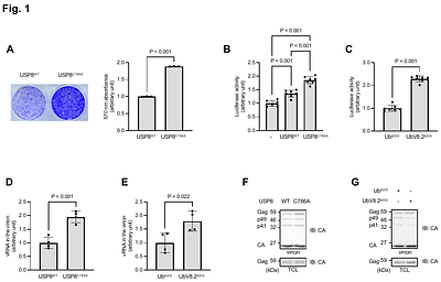Gag ubiquitination facilitates ALIX-mediated lentiviral RNA packaging, counteracted by USP8