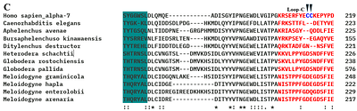 Investigating the nicotinic receptor EAT-2 as a novel target to mitigate plant parasitic nematode infections
