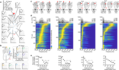Pre-neuronal biomechanical filtering modulates and diversifies whole-hand tactile encoding