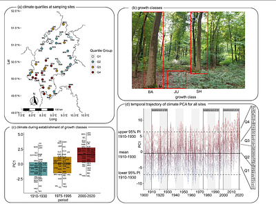 Climate change intensifies rapid genomic selection beyond the ancestral niche of Fagus sylvatica