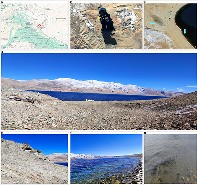 Psychrophilic and cryophilic bacterial copiotrophs from a Trans-Himalayan lake-desert ecosystem as biogeothermometers of warming, mitigators of perturbation, and candidates for biodegradation