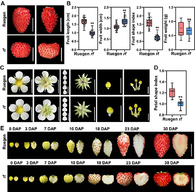 FveTRM5 plays a critical role in regulating fruit shape in woodland strawberry
