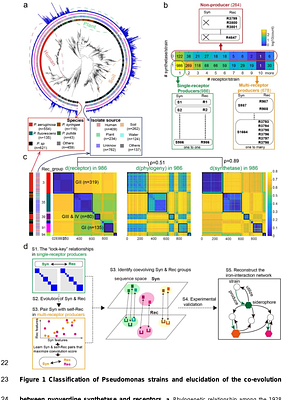From sequence to ecology: siderophore-receptor coevolution algorithm predicts bacterial interactions in complex communities