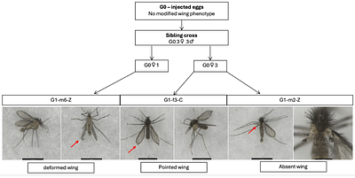 CRISPR-Cas9 and PiggyBac Mediated Genetic Modification of Sand Fly Vectors Targeting Olfactory and Non-Lethal Phenotypic Genes