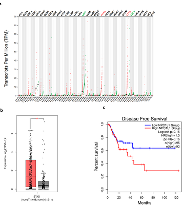 Site-specific cholesterol depletion therapy for gastric cancer