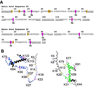 The Mechanism of Histone Ubiquitylation by the ASB9-CUL5 Ubiquitin Ligase