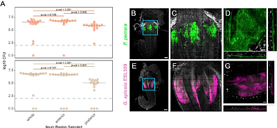 Competition between co-localized gut symbionts underlies inter-individual variation in the honeybee gut microbiota