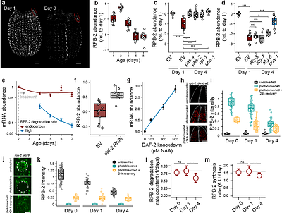 Declines in mRNA synthesis set the rate of organismal aging
