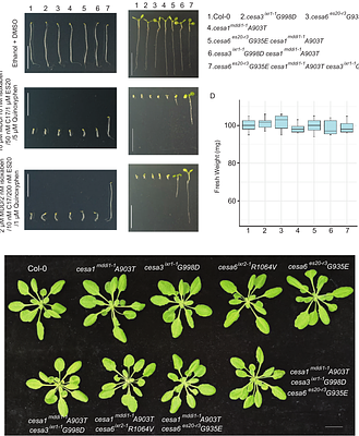 A Fungal Natural Product that Targets Cellulose Synthase Complex and Inhibits Plant Cellulose Biosynthesis