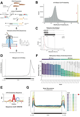 mRNA stability in response to m6A placement is linked to cell identity in planarians