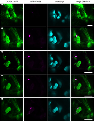 OEP24.1 involved in carbon allocation is a receptor of piecemeal plastid autophagy in Arabidopsis
