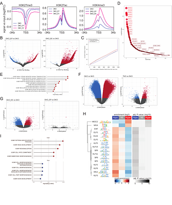 EZH2 alters aggressive variant prostate cancer subtype evolution, but is not required for neuroendocrine prostate cancer