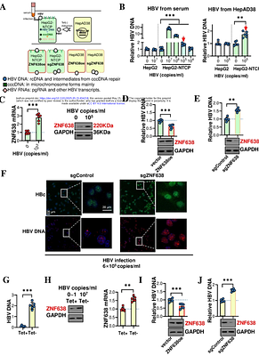 ZNF638 represses the transcription of HBV closed circular DNA involving HUSH complex-mediated histone modifications of epigenetic silencing