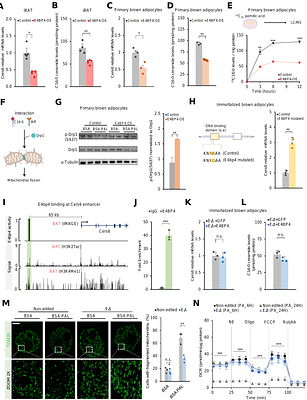 E4BP4 Safeguards Brown Fat Mitochondria from Obesity-Induced Fragmentation via Ceramide Repression