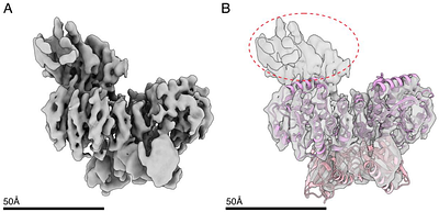 Structural Insights into Allosteric Regulation of GdpP: A Conformationally Dynamic Phosphodiesterase