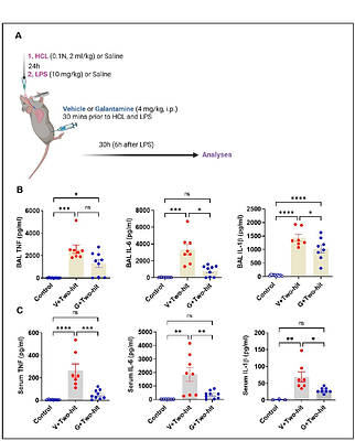 The cholinergic drug galantamine ameliorates acute and subacute peripheral and brain manifestations of acute respiratory distress syndrome in mice