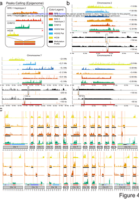 The complete human diploid reference genome of RPE-1 identifies the phased epigenetic landscapes from multi-omics data